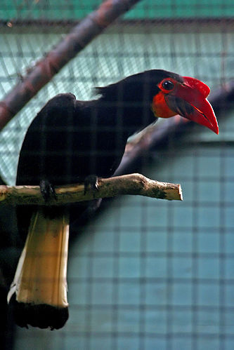 Writhed hornbill